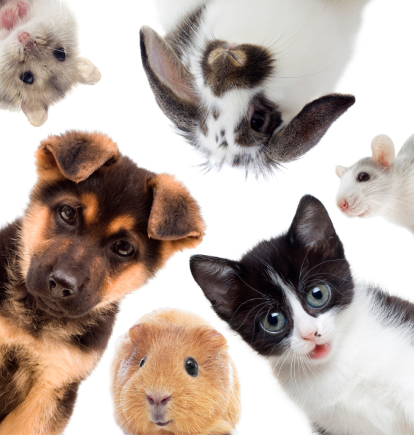 Pets